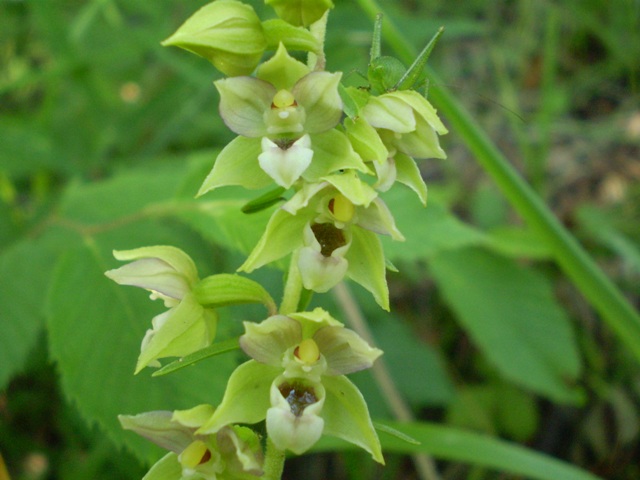 Epipactis ... quale ? 2